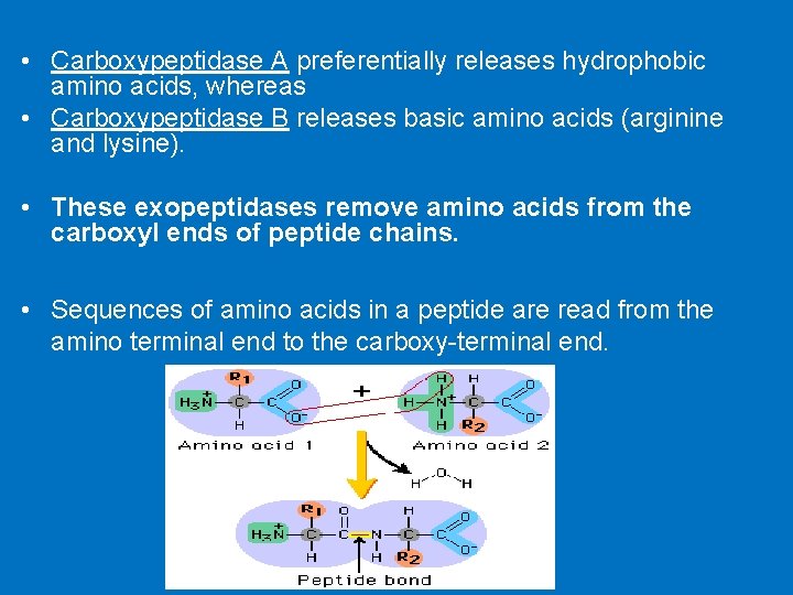  • Carboxypeptidase A preferentially releases hydrophobic amino acids, whereas • Carboxypeptidase B releases