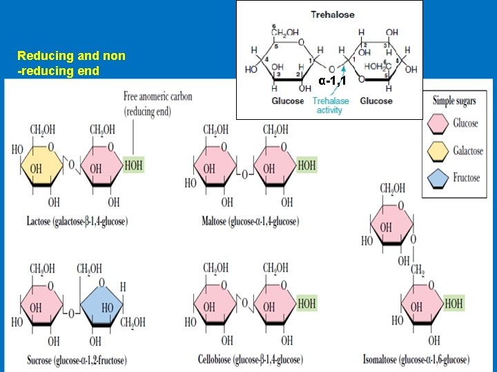 Reducing and non -reducing end α-1, 1 