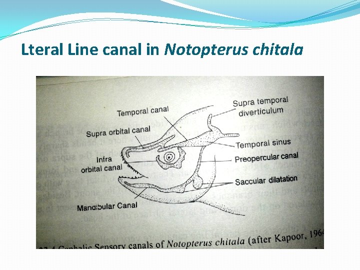 Lteral Line canal in Notopterus chitala 