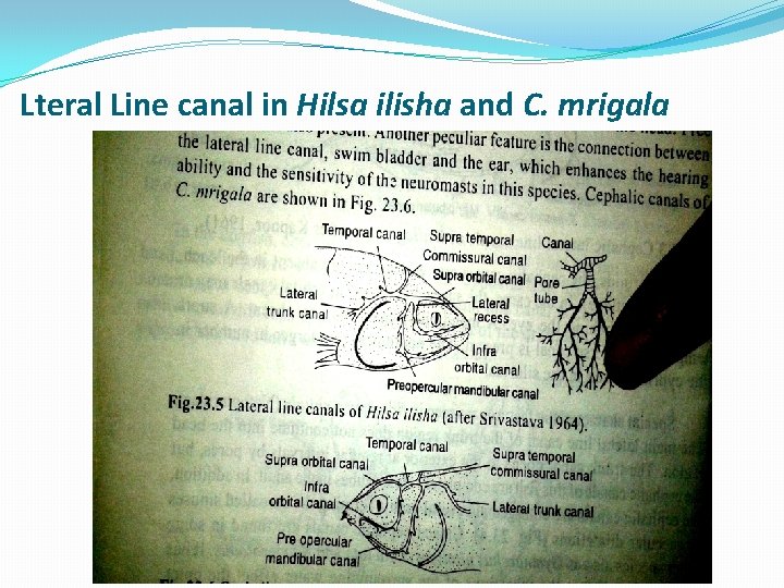 Lteral Line canal in Hilsa ilisha and C. mrigala 