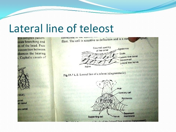 Lateral line of teleost 