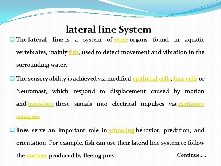 lateral line System q The lateral line is a system of sense organs found