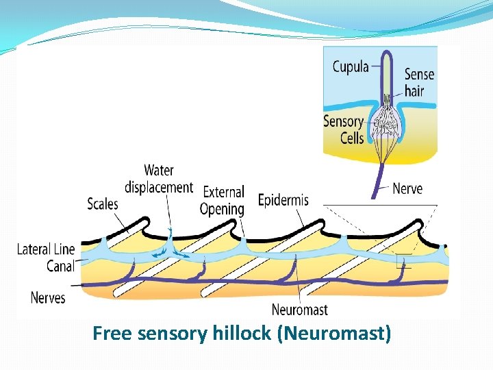 Free sensory hillock (Neuromast) 