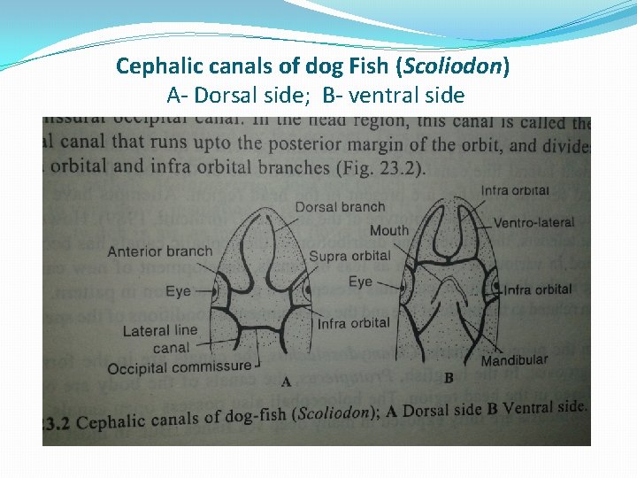 Cephalic canals of dog Fish (Scoliodon) A- Dorsal side; B- ventral side 