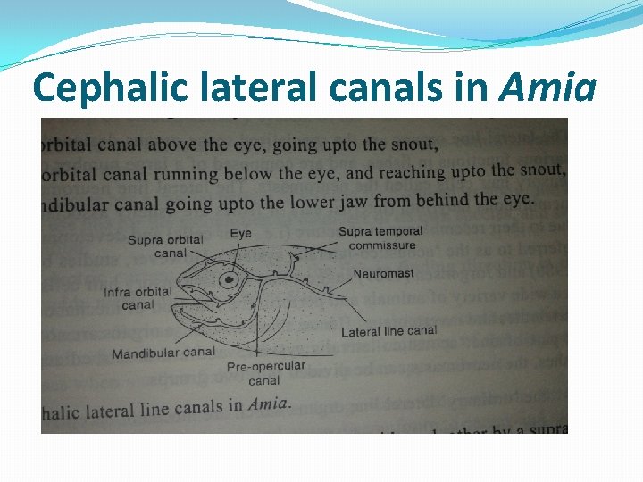 Cephalic lateral canals in Amia 