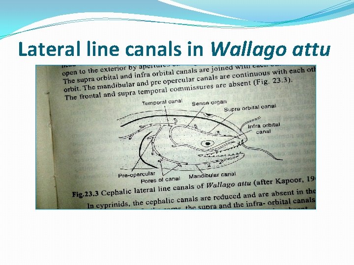 Lateral line canals in Wallago attu 