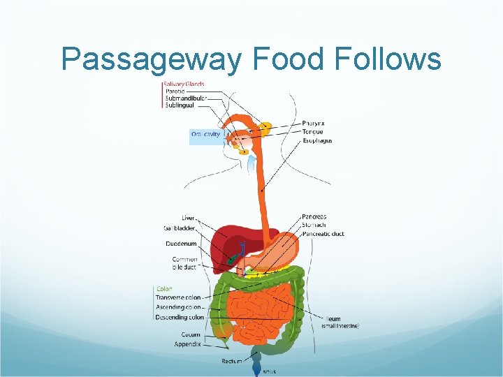 Passageway Food Follows 