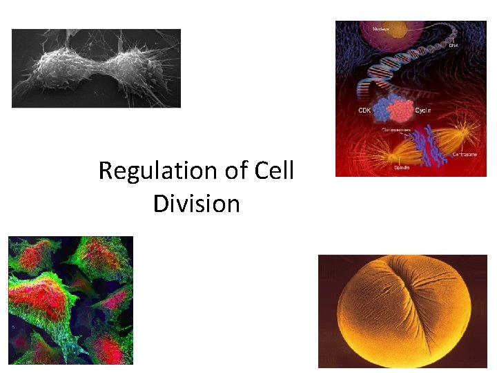 Regulation of Cell Division 2008 -2009 