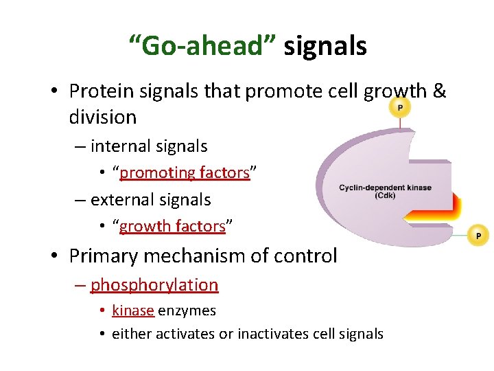 “Go-ahead” signals • Protein signals that promote cell growth & division – internal signals