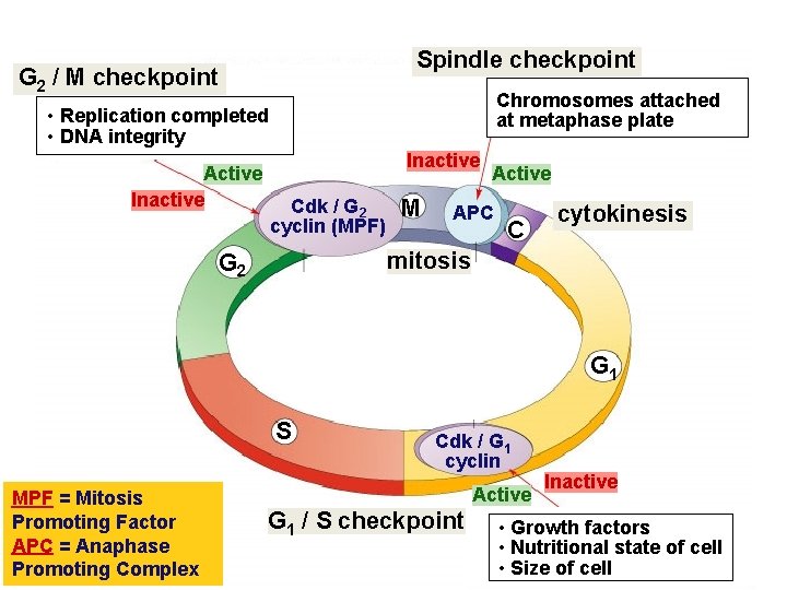 Spindle checkpoint G 2 / M checkpoint Chromosomes attached at metaphase plate • Replication