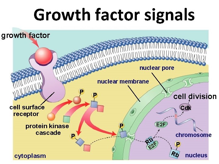 Growth factor signals growth factor nuclear pore nuclear membrane P P cell division cell