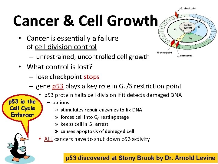 Cancer & Cell Growth • Cancer is essentially a failure of cell division control