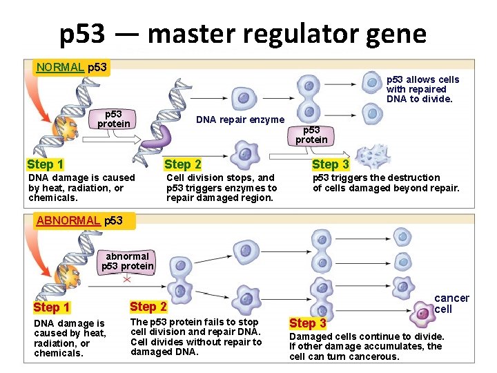 p 53 — master regulator gene NORMAL p 53 allows cells with repaired DNA