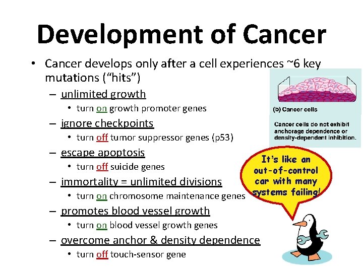 Development of Cancer • Cancer develops only after a cell experiences ~6 key mutations