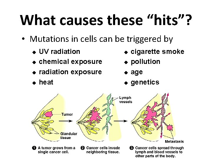 What causes these “hits”? • Mutations in cells can be triggered by u u