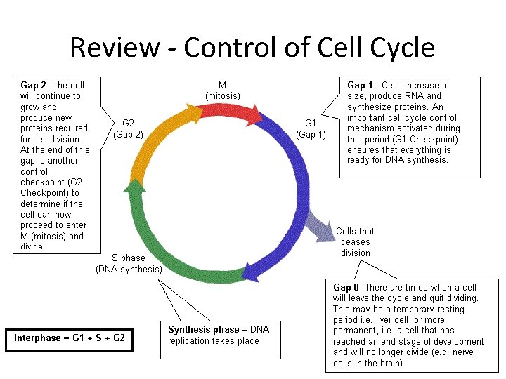 Review - Control of Cell Cycle 
