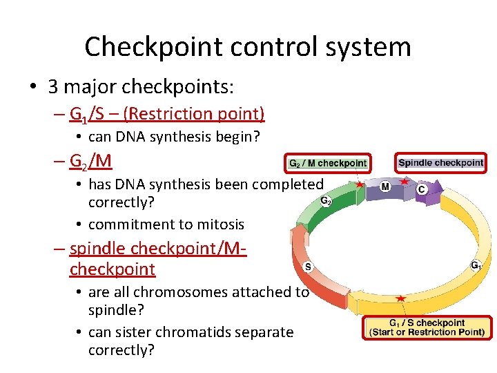 Checkpoint control system • 3 major checkpoints: – G 1/S – (Restriction point) •