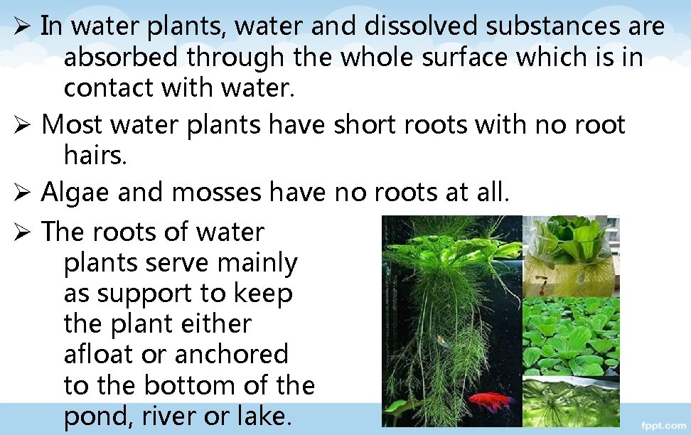 Ø In water plants, water and dissolved substances are absorbed through the whole surface