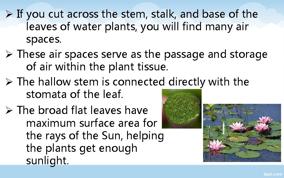 Ø If you cut across the stem, stalk, and base of the leaves of