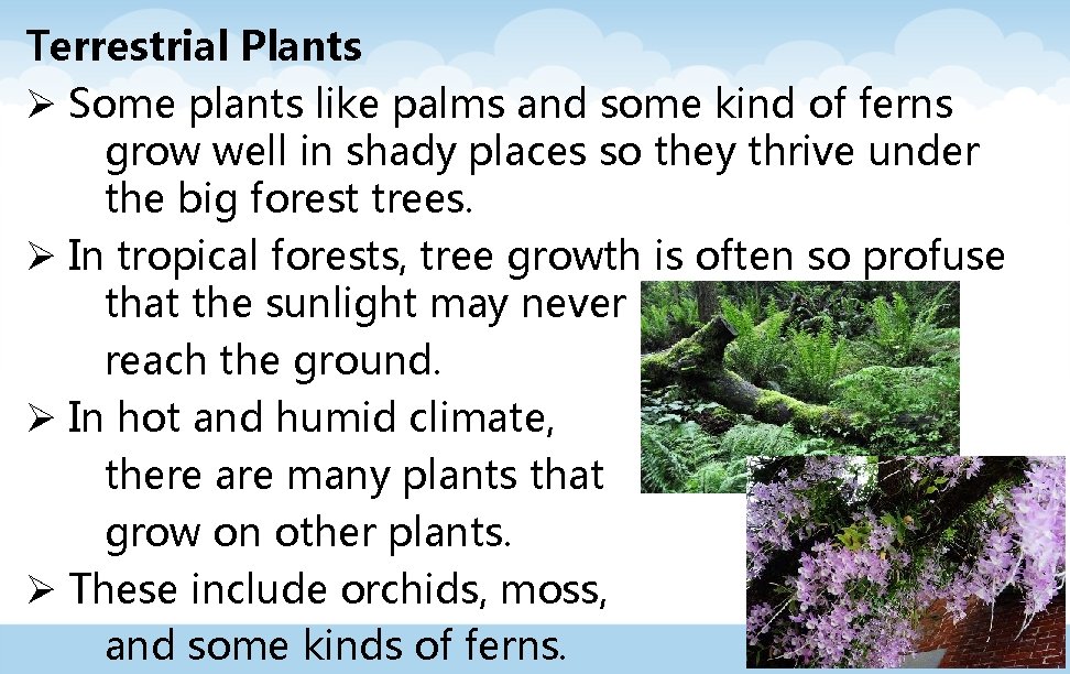 Terrestrial Plants Ø Some plants like palms and some kind of ferns grow well