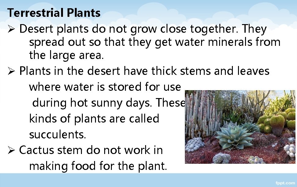 Terrestrial Plants Ø Desert plants do not grow close together. They spread out so