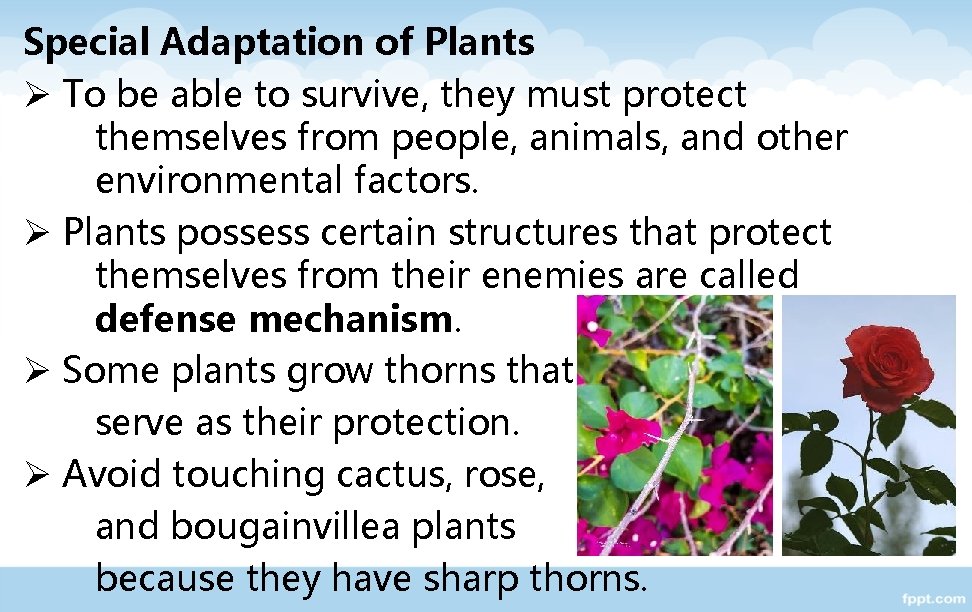 Special Adaptation of Plants Ø To be able to survive, they must protect themselves