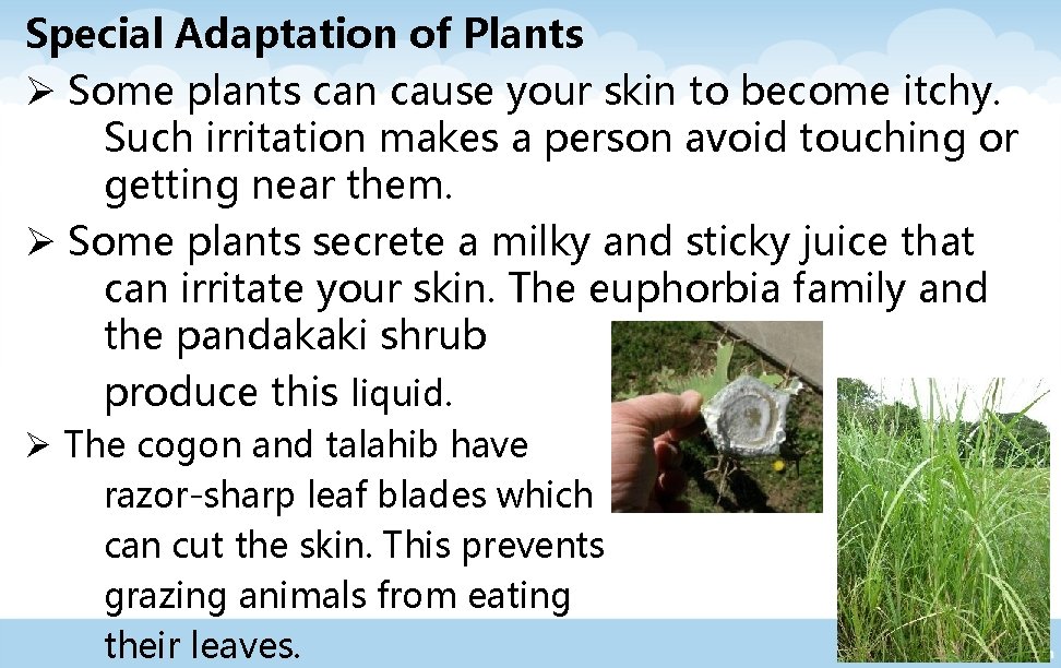 Special Adaptation of Plants Ø Some plants can cause your skin to become itchy.