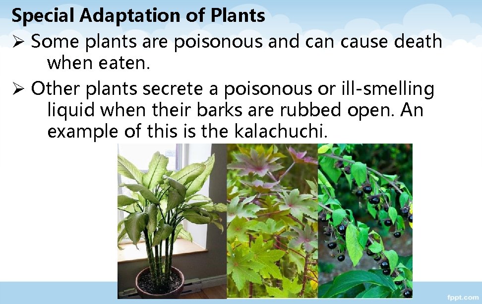 Special Adaptation of Plants Ø Some plants are poisonous and can cause death when