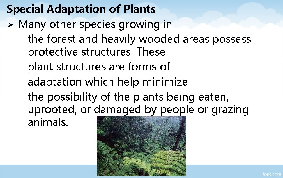 Special Adaptation of Plants Ø Many other species growing in the forest and heavily