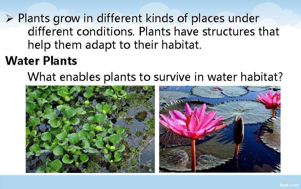 Ø Plants grow in different kinds of places under different conditions. Plants have structures