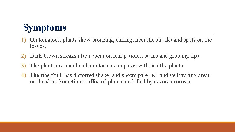 Symptoms 1) On tomatoes, plants show bronzing, curling, necrotic streaks and spots on the