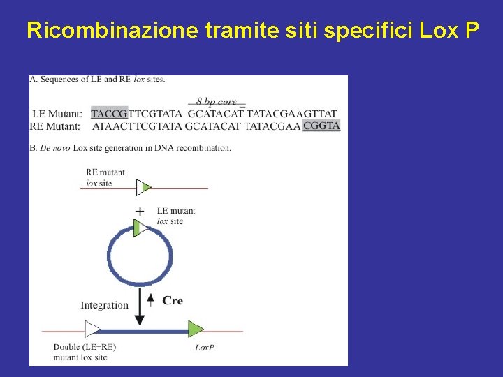 Ricombinazione tramite siti specifici Lox P 