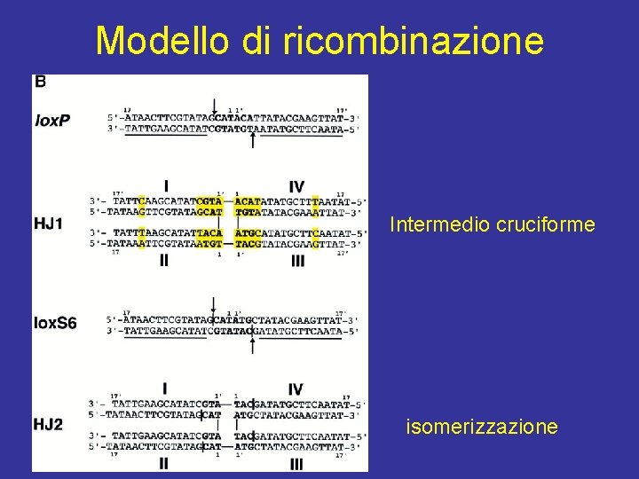 Modello di ricombinazione Intermedio cruciforme isomerizzazione 