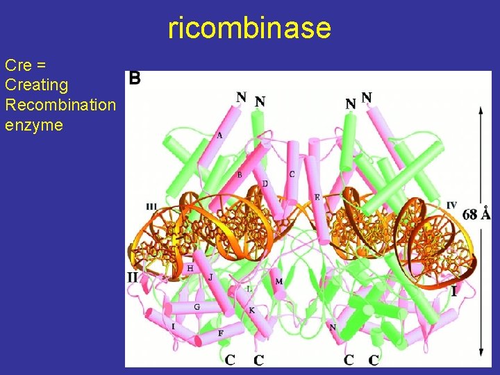 ricombinase Cre = Creating Recombination enzyme 