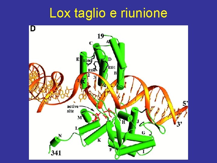 Lox taglio e riunione 