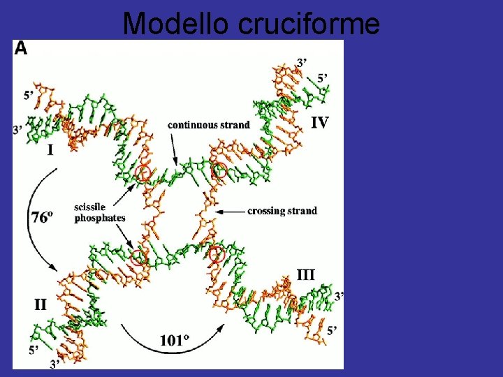 Modello cruciforme 