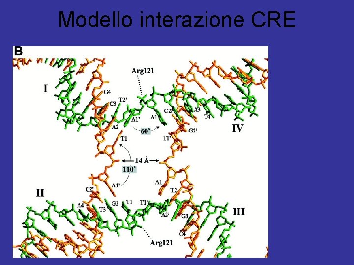 Modello interazione CRE 
