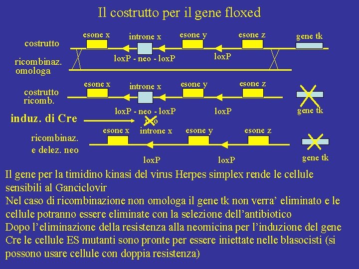 Il costrutto per il gene floxed costrutto esone x induz. di Cre ricombinaz. e