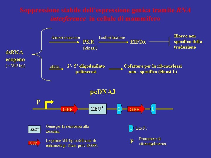 Soppressione stabile dell’espressione genica tramite RNA interference in cellule di mammifero Sistema cellulare di
