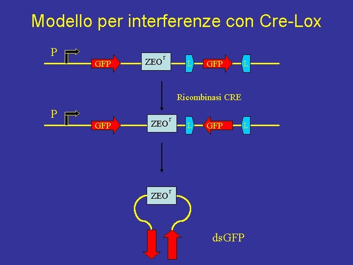 Modello per interferenze con Cre-Lox P GFP ZEO r L GFP L Ricombinasi CRE
