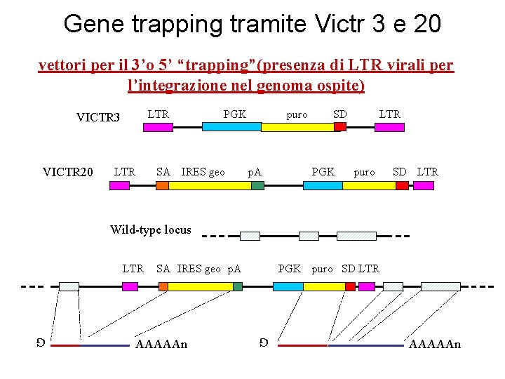 Gene trapping tramite Victr 3 e 20 vettori per il 3’o 5’ “trapping”(presenza di