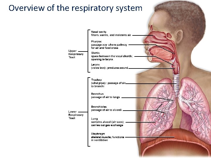 Overview of the respiratory system 