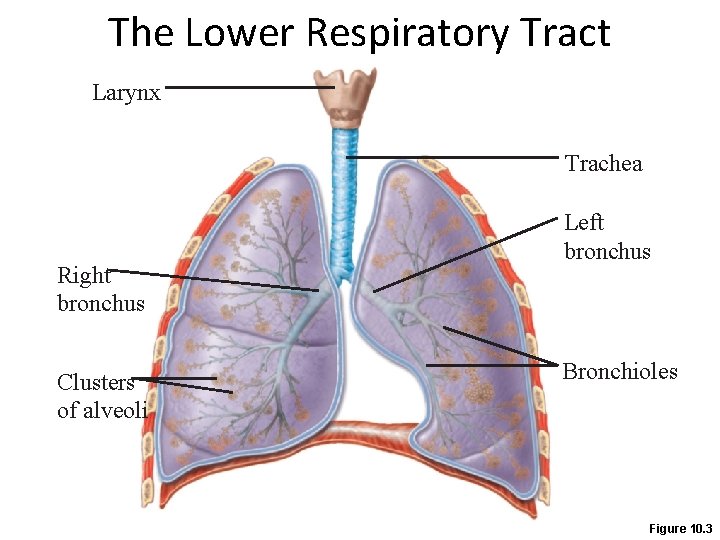 The Lower Respiratory Tract Larynx Trachea Right bronchus Clusters of alveoli Left bronchus Bronchioles