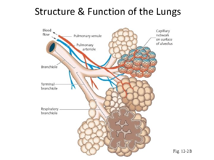 Structure & Function of the Lungs Fig. 12 -2 B 