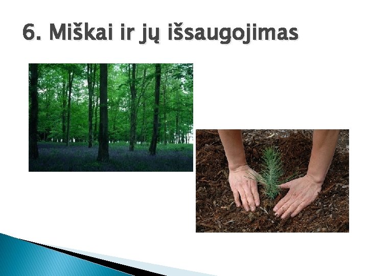 6. Miškai ir jų išsaugojimas 
