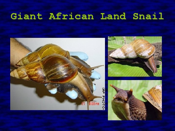 Giant African Land Snail 