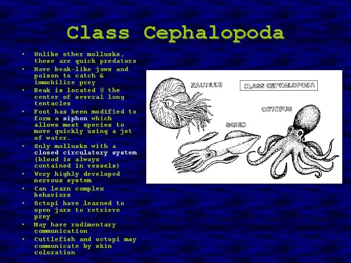 Class Cephalopoda • • • Unlike other mollusks, these are quick predators Have beak-like