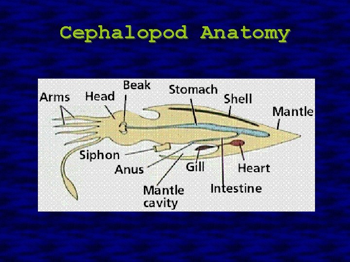 Cephalopod Anatomy 