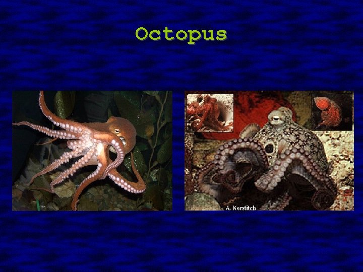 Octopus 