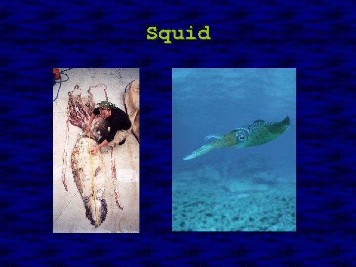 Squid 
